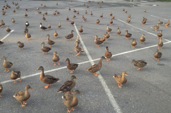 Ducks not in a row?